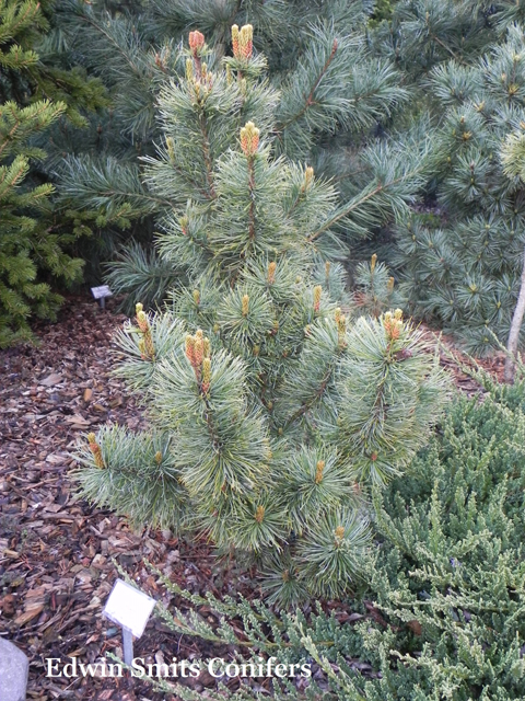 Pinus pumila 'NA 43537'